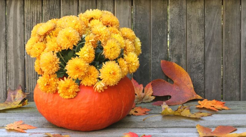 Plant A Pumpkin Planter For Fall Plant A Pumpkin Planter For Fall