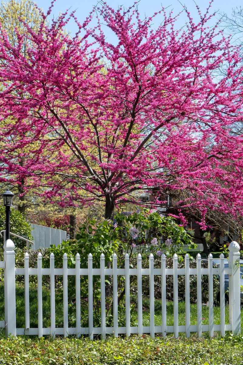 Plant A Texas Redbud Tree