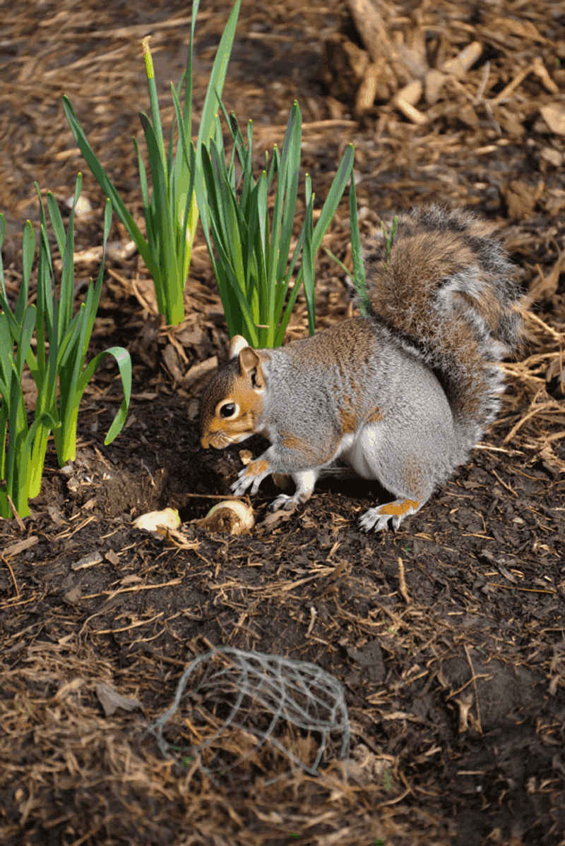 Plant At Full Depth And Firm The Soil Plant At Full Depth And Firm The Soil