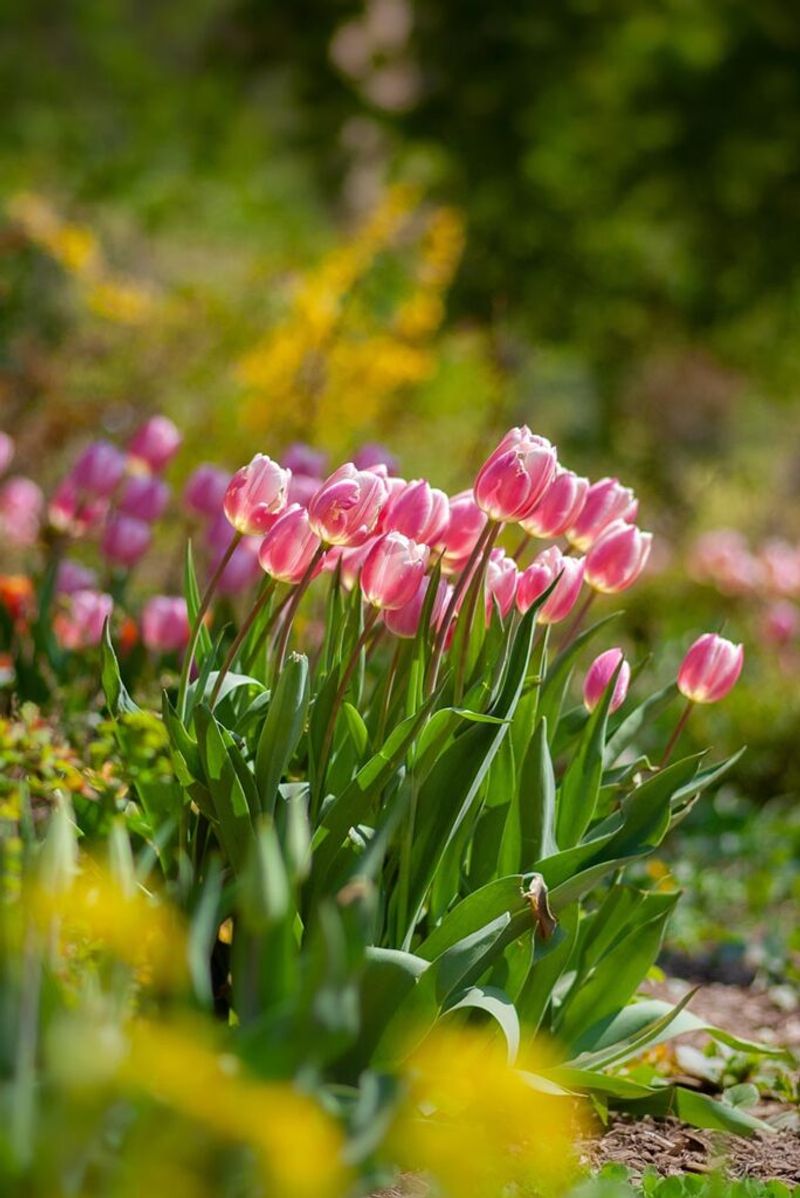Plant Between Late November And Mid-January