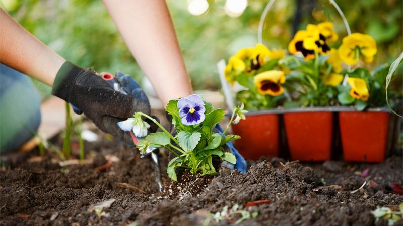 Plant Both On Time For The Best Winter Results