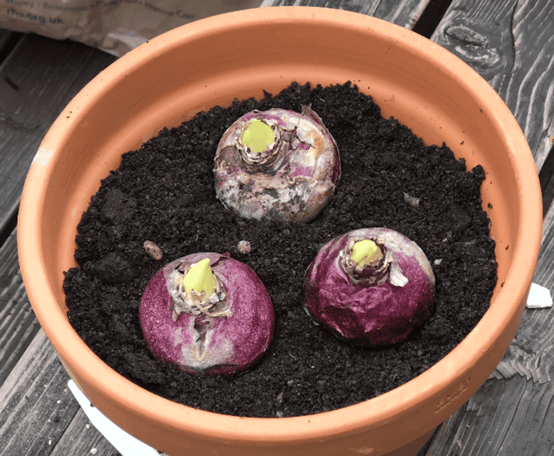 Plant Bulbs With The Pointed End Facing Up Plant Bulbs With The Pointed End Facing Up
