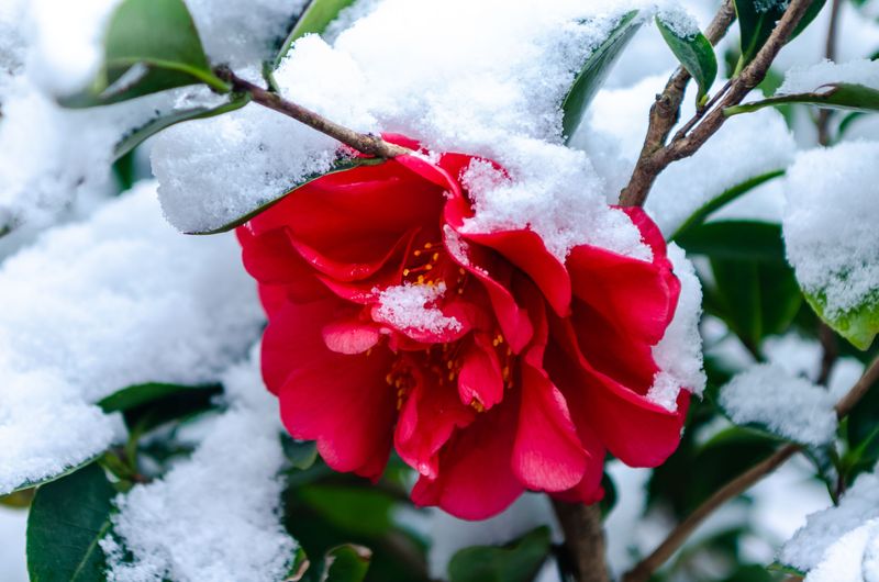 Plant Camellias For Winter Flowers Plant Camellias For Winter Flowers
