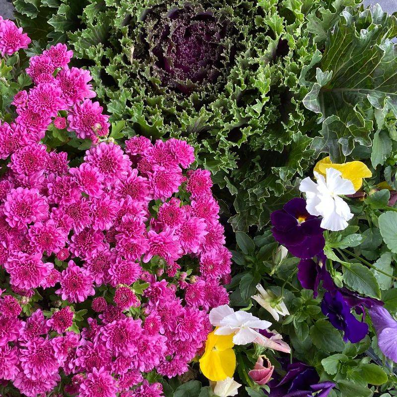 Plant Close Together For An Instant Look