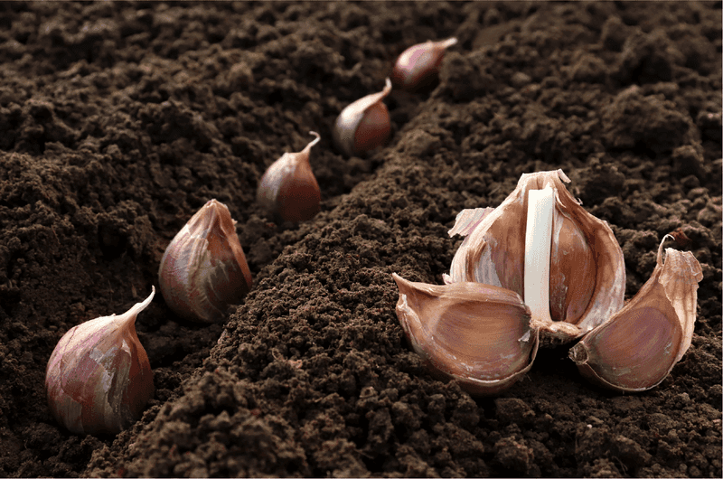 Plant Cloves Pointy Side Up Plant Cloves Pointy Side Up