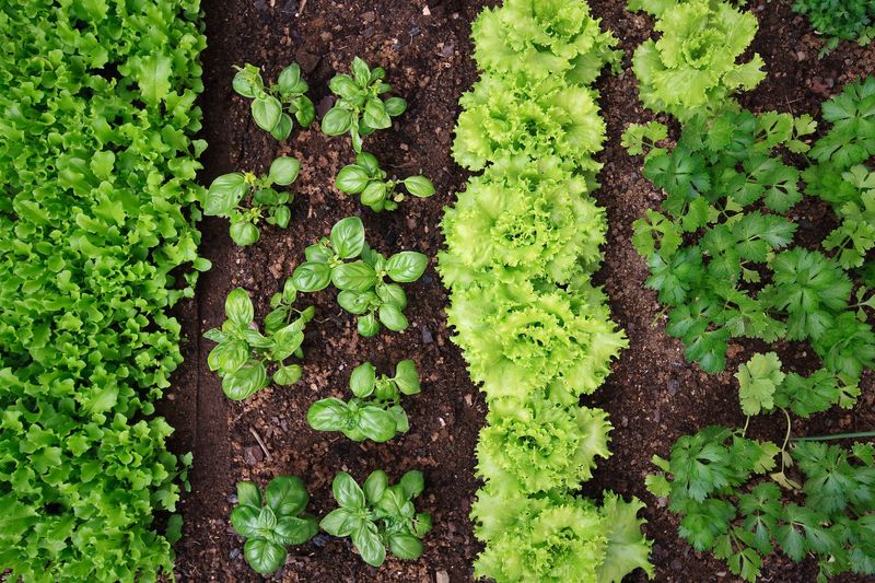 Plant Cool-Season Veggies In Your Garden Plant Cool-Season Veggies In Your Garden