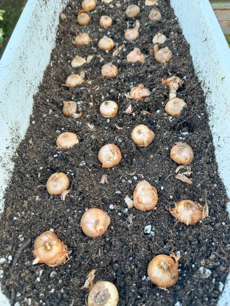 Plant Corms At The Right Depth Plant Corms At The Right Depth