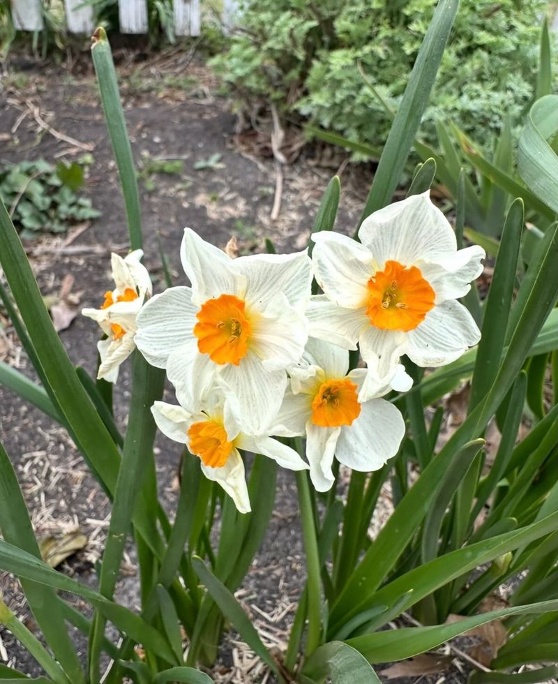 Plant Early-Blooming Bulbs Plant Early-Blooming Bulbs