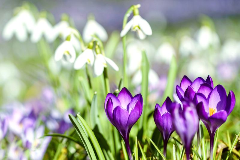Plant Early Bulbs For A Late Winter Show Plant Early Bulbs For A Late Winter Show