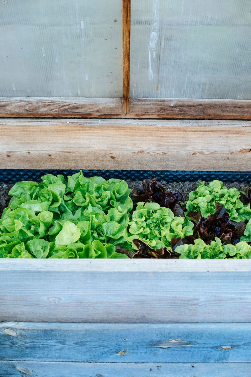 Plant Early So Crops Are Mostly Grown By Winter Plant Early So Crops Are Mostly Grown By Winter