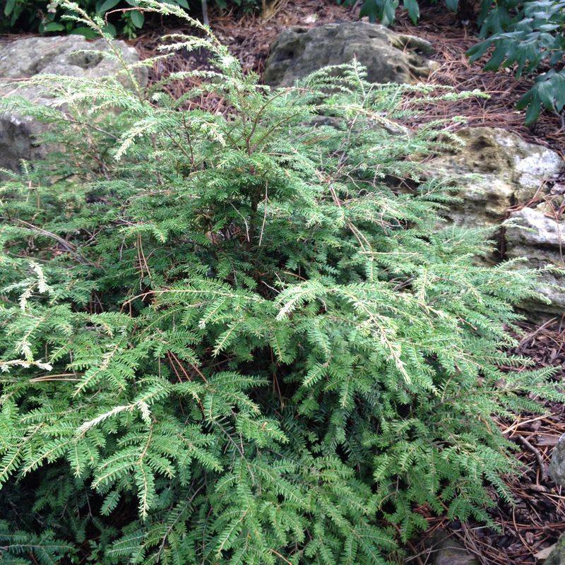 Plant Evergreens To Give Them A Place To Sleep