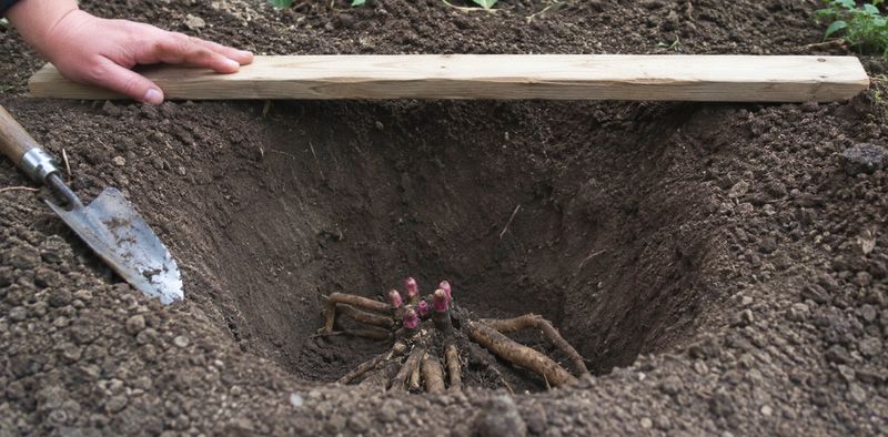 Plant Eyes No More Than 2 Inches Deep Plant Eyes No More Than 2 Inches Deep