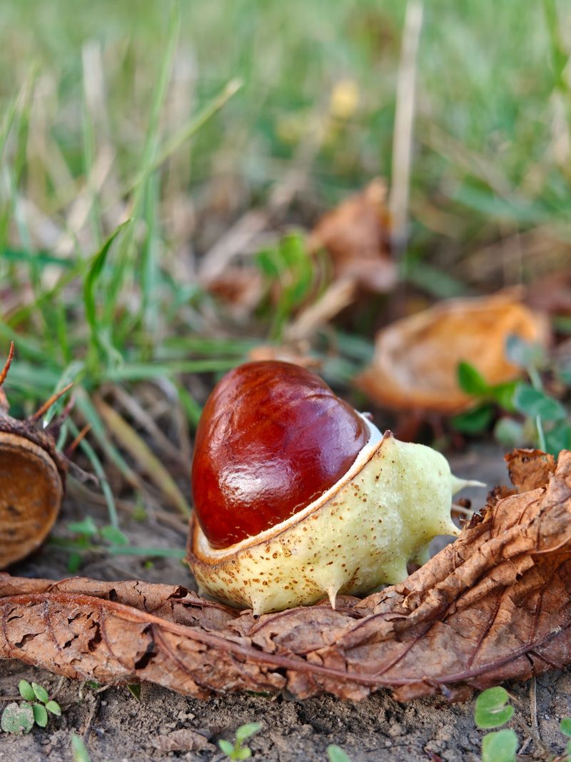 Plant Fresh Seeds Outdoors This Fall Plant Fresh Seeds Outdoors This Fall