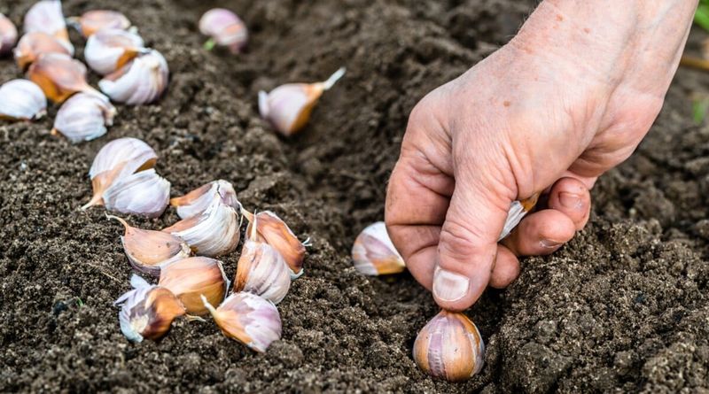 Plant Garlic For A Tasty Summer Payoff Plant Garlic For A Tasty Summer Payoff