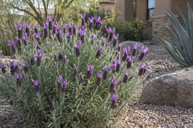 Plant In Gritty, Fast-Draining Soil
