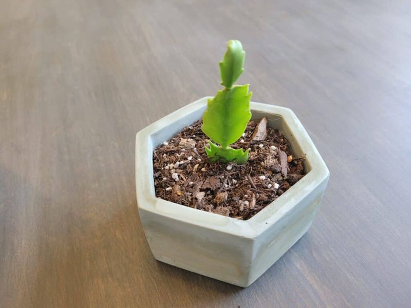 Plant It About An Inch Deep