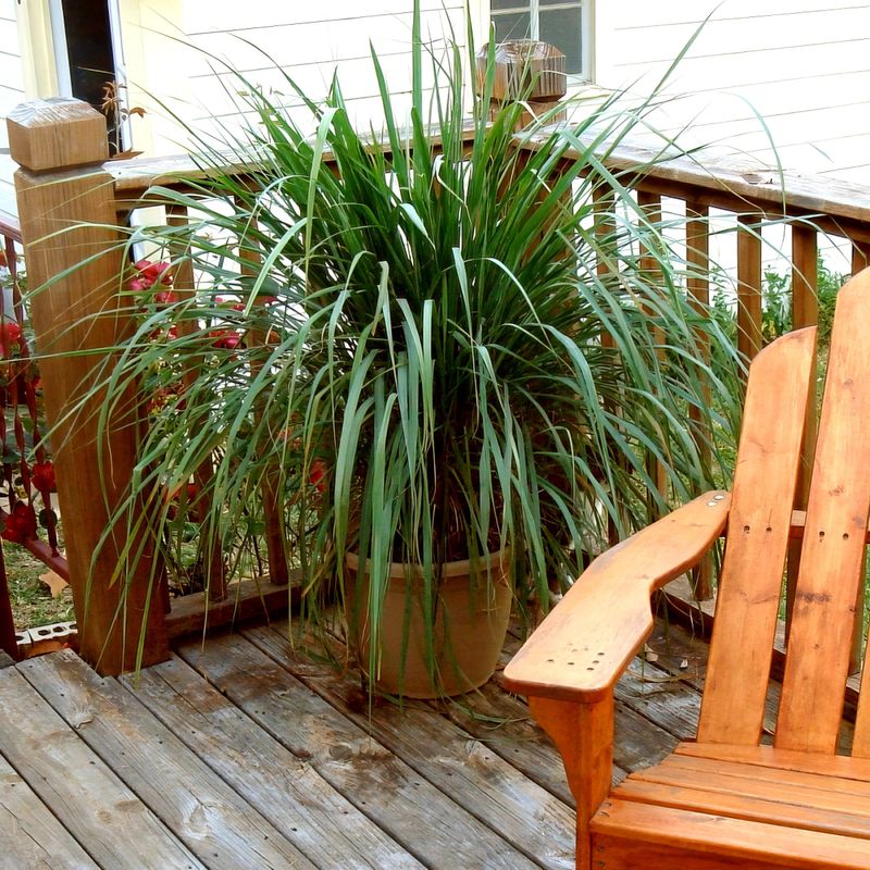 Plant It As A Bold Border Or Accent Plant It As A Bold Border Or Accent