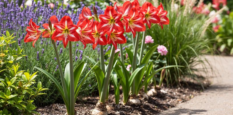 Plant It Outside After The Holidays