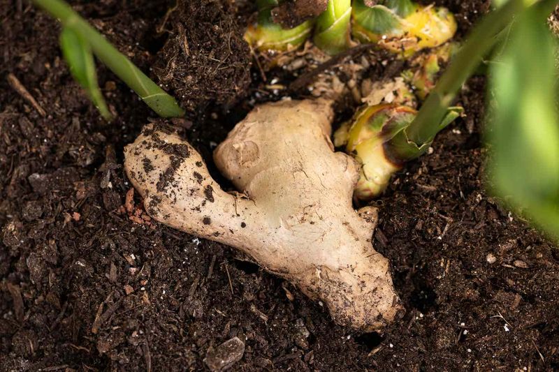 Plant It Shallow With Buds Facing Up Plant It Shallow With Buds Facing Up