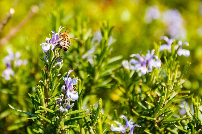Plant It Where Bees Can Find The Flowers Plant It Where Bees Can Find The Flowers