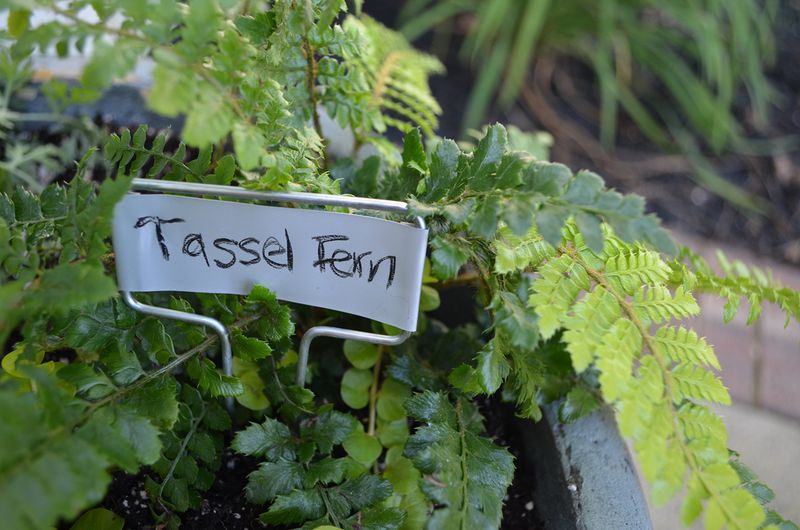 Plant Markers Keep Fern Clumps Safe Until Spring Plant Markers Keep Fern Clumps Safe Until Spring