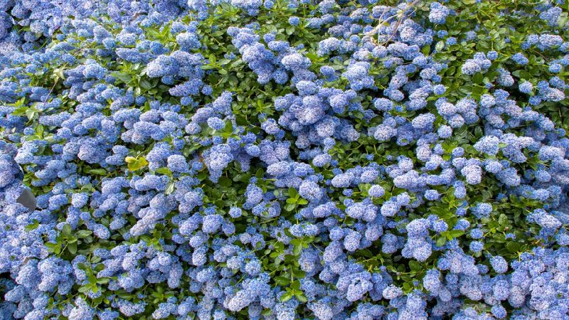 Plant Native Shrubs And Perennials Now Plant Native Shrubs And Perennials Now