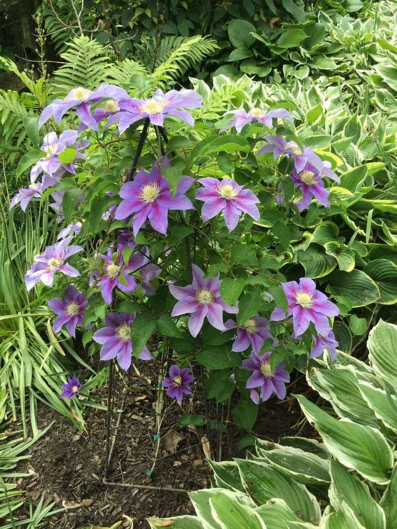 Plant New Clematis In Fall While Soil Is Warm Plant New Clematis In Fall While Soil Is Warm