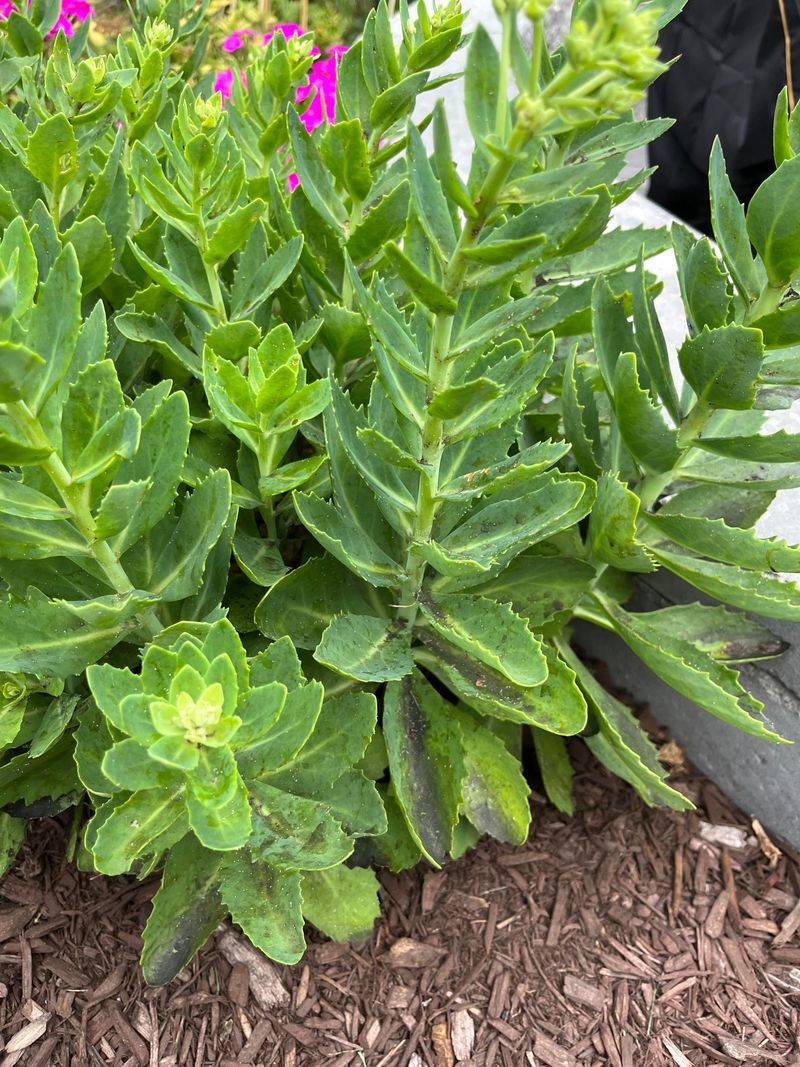 Plant New Cuttings To Grow More For Free