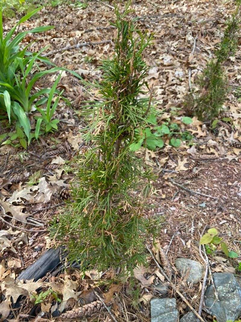 Plant Or Move Evergreens So Roots Can Settle Plant Or Move Evergreens So Roots Can Settle