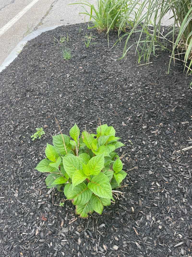 Plant Or Move Shrubs At The Right Moment