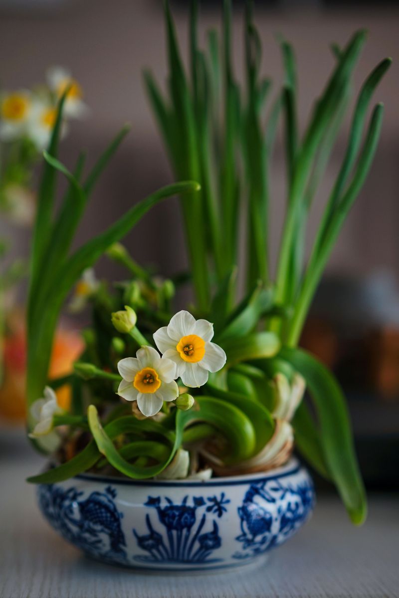 Plant Paperwhites About 4 To 6 Weeks Before You Want Blooms