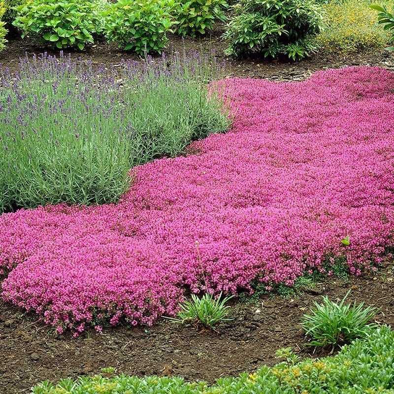 Plant Plugs Close Together For Faster Coverage