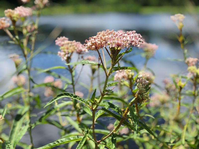 Plant Real Lists Retail Native Nurseries