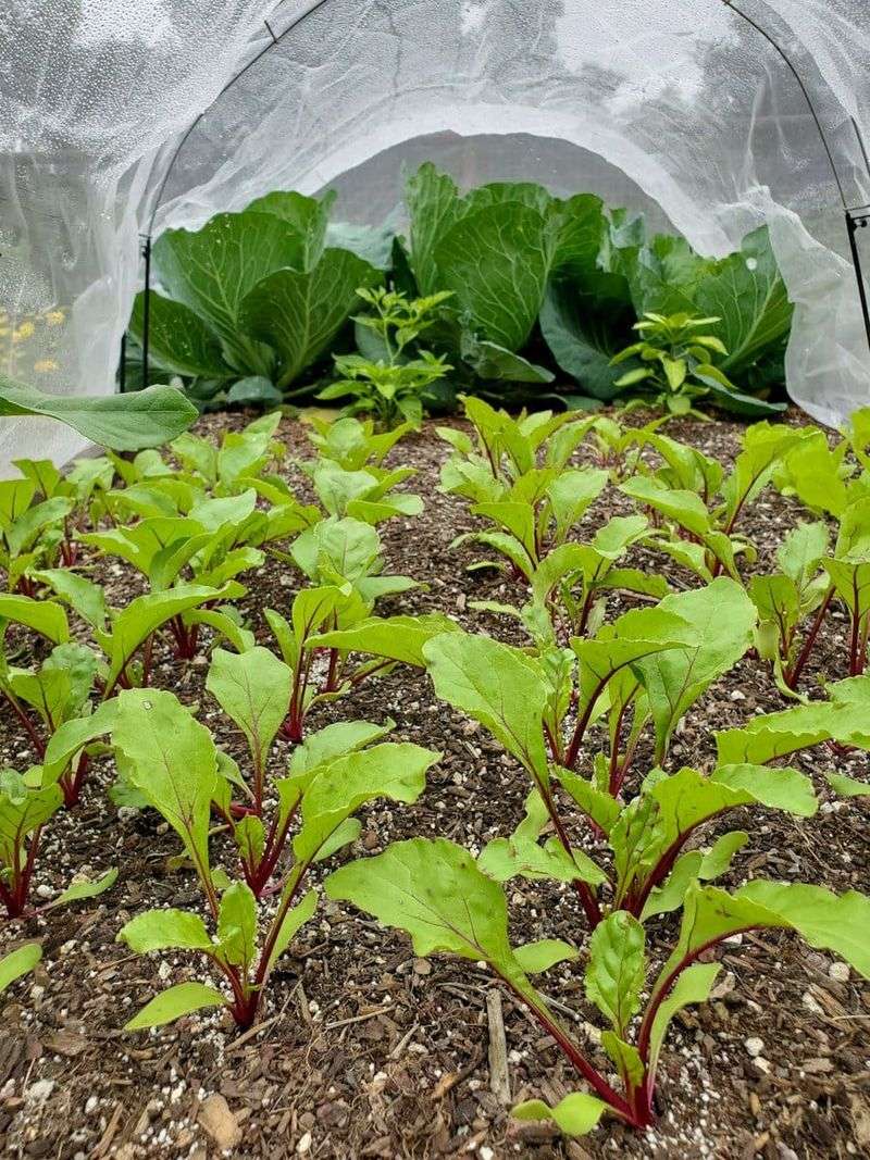 Plant Seeds Half An Inch Deep