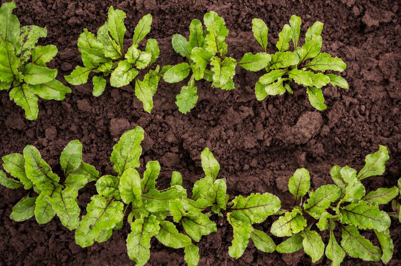 Plant Seeds at the Correct Depth and Spacing Plant Seeds at the Correct Depth and Spacing