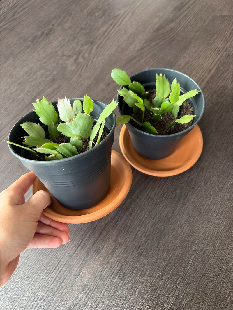 Plant Several Cuttings Together For A Fuller Pot Plant Several Cuttings Together For A Fuller Pot