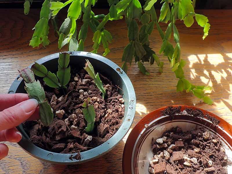 Plant Several Together For A Fuller Plant Plant Several Together For A Fuller Plant