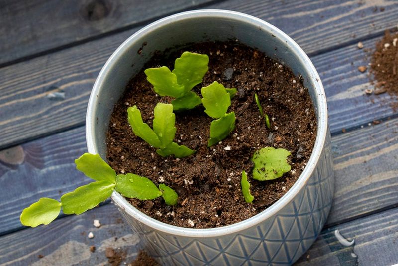 Plant Several Together For A Fuller Plant Plant Several Together For A Fuller Plant