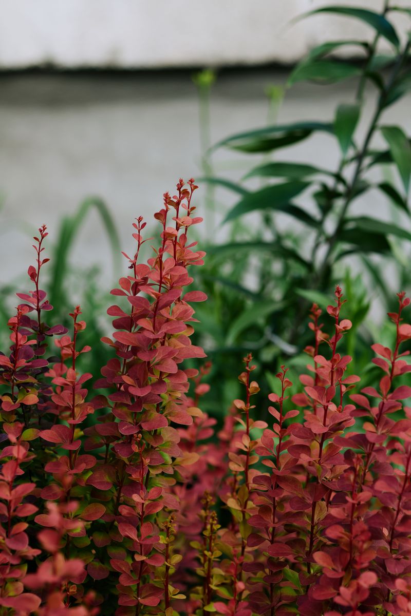 Plant Shrubs That Bucks Tend To Skip Plant Shrubs That Bucks Tend To Skip
