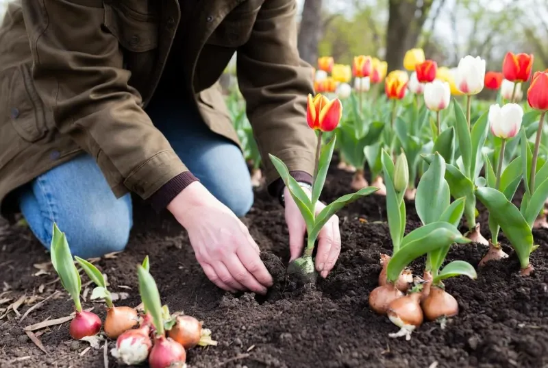 Plant Spring Bulbs While The Soil Stays Warm Plant Spring Bulbs While The Soil Stays Warm