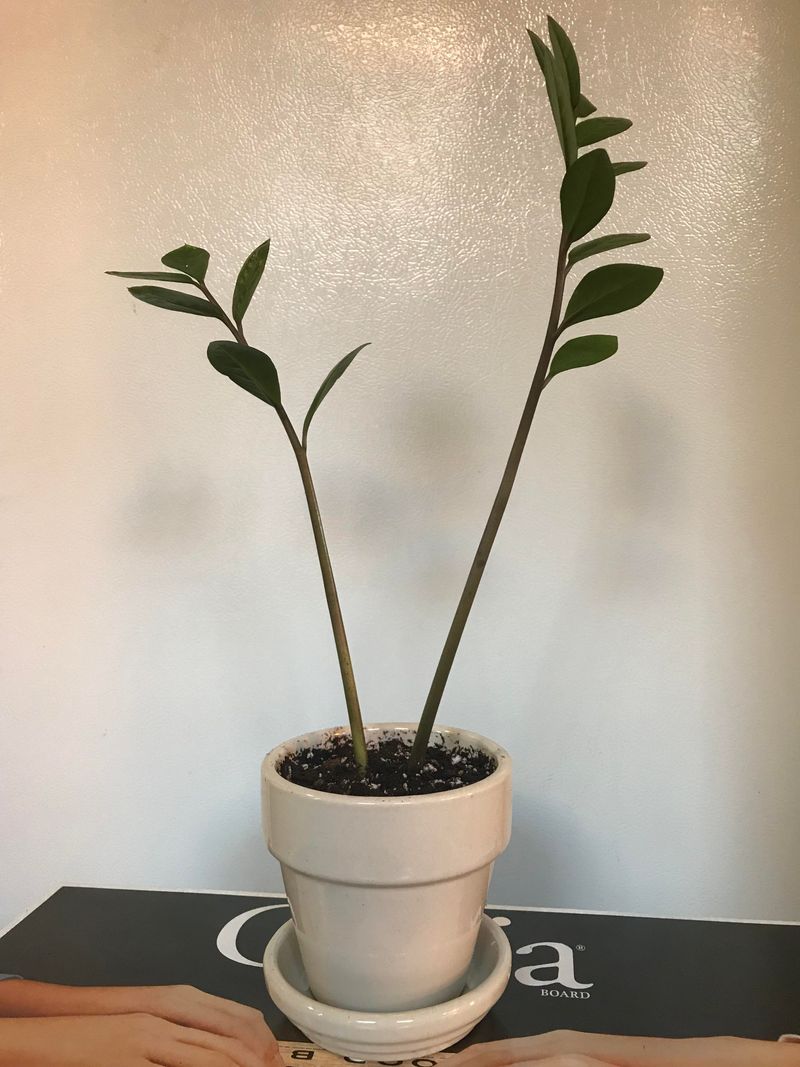 Plant Stem Cuttings Back Into The Same Pot
