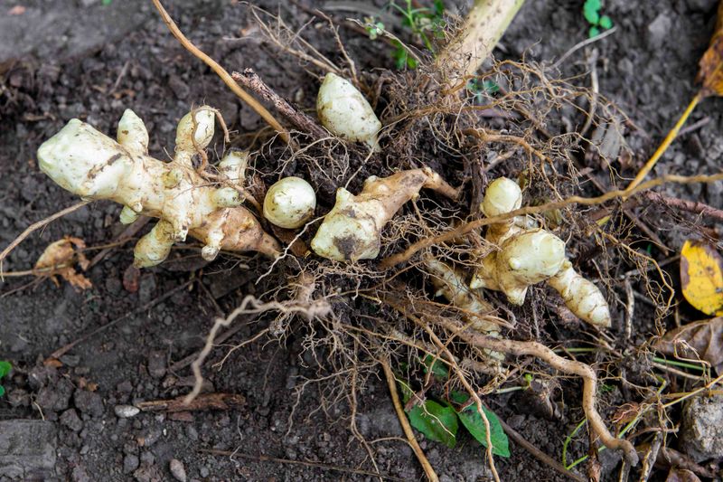 Plant Sunchoke Tubers In Early Spring For A Fall Harvest
