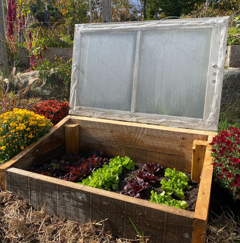 Plant The Right Crops For Winter Harvests