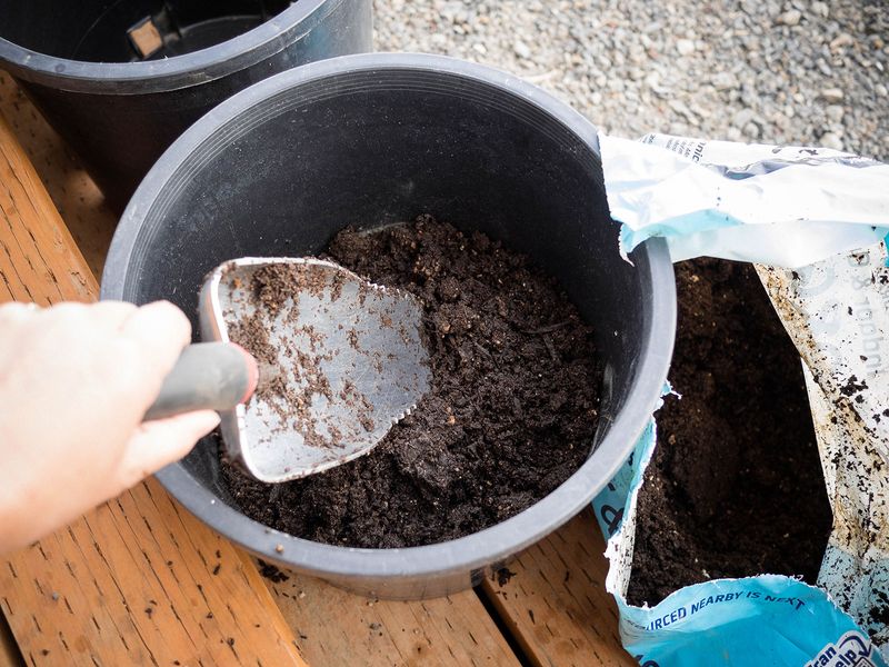 Plant The Root Ball Level With The Surrounding Soil