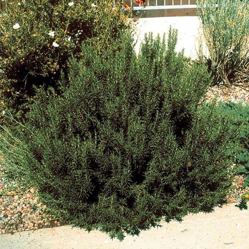 Plant Them Where They Work for Your Yard Plant Them Where They Work for Your Yard