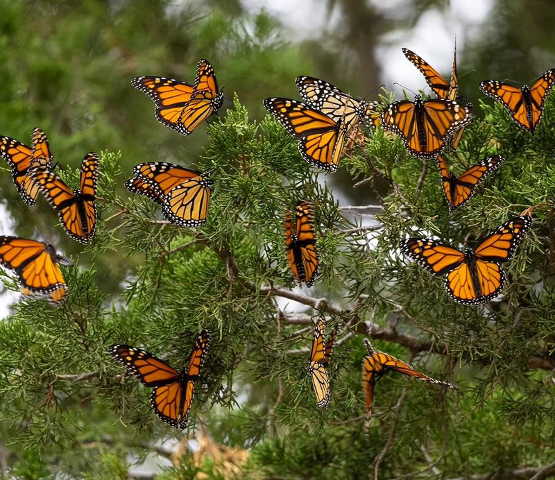 Plant Trees And Shrubs For Overnight Roosts Plant Trees And Shrubs For Overnight Roosts