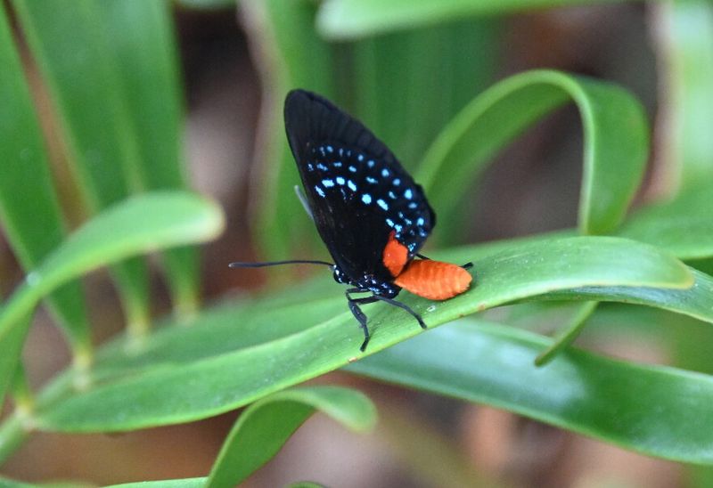 Plant Where You Can Watch For Atala Butterflies Plant Where You Can Watch For Atala Butterflies