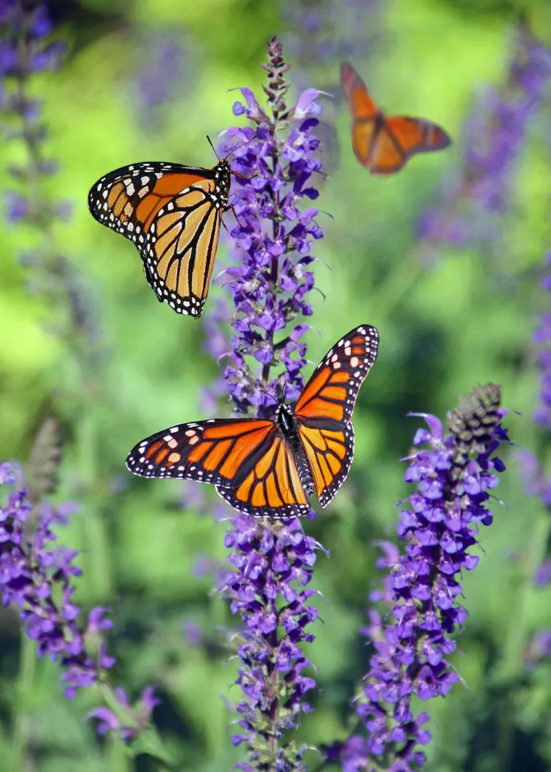 Plant Winter Bloomers For Coastal Monarchs Plant Winter Bloomers For Coastal Monarchs