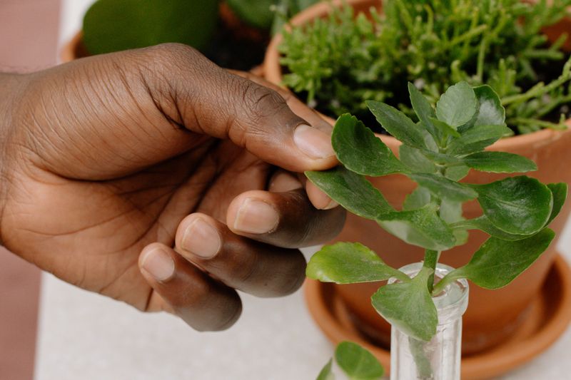 Plant With A Gentle Hand