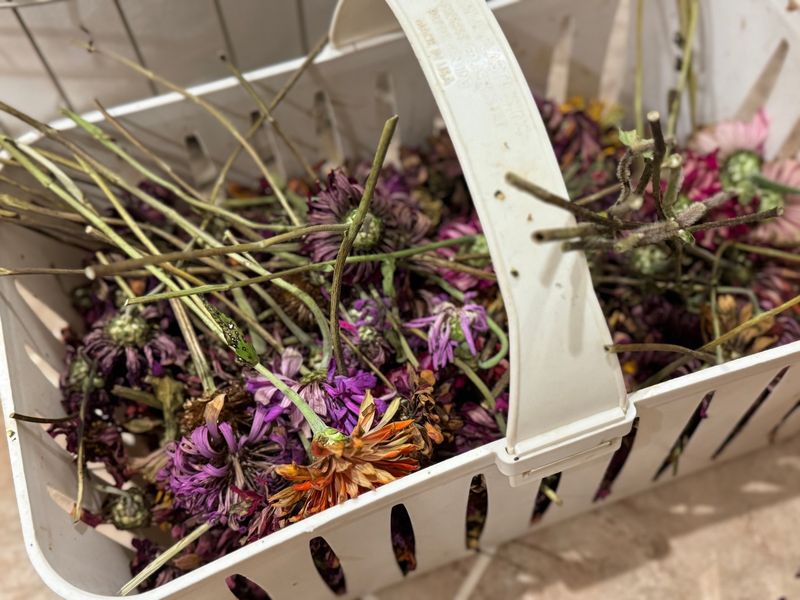 Plant Your Saved Marigolds And Zinnias After Ohio's Last Spring Frost